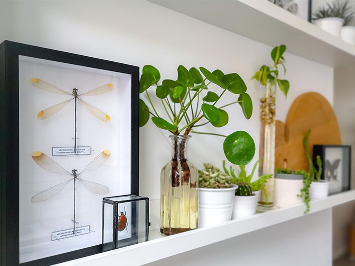 Floating white shelf with green plants, a framed dragonfly and other decor.